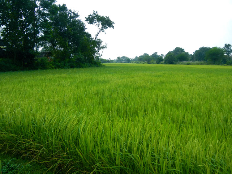 Kumar's village, Rice Paddy Fields