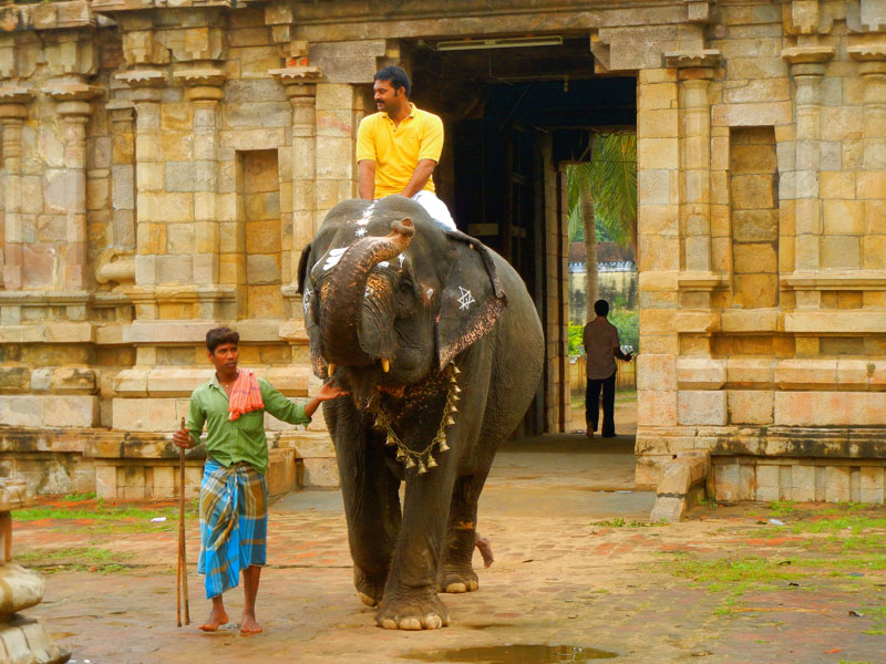 Babu Riding Lakshmi the Elephant at the Ganesh Temple near Swamimalai